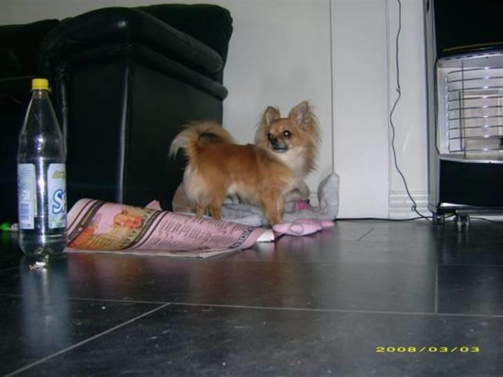 Chihuahua Chikka *a`dia* billede 14