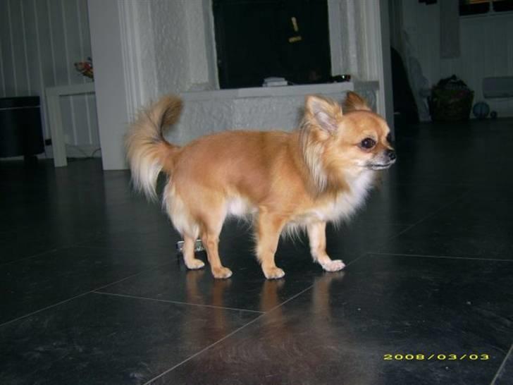 Chihuahua Chikka *a`dia* billede 15