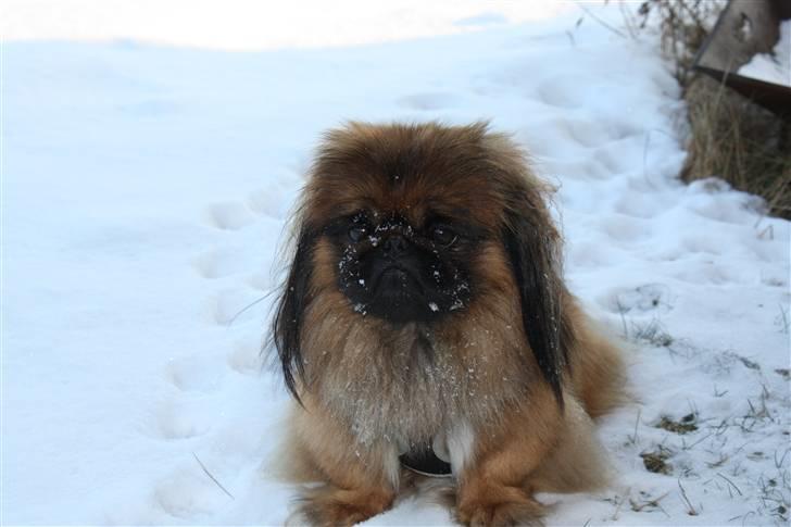 Pekingeser bingo billede 1