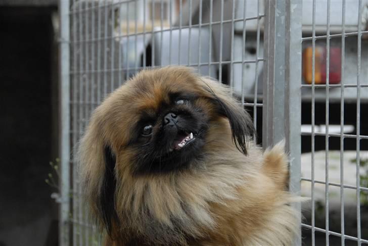 Pekingeser bingo billede 2