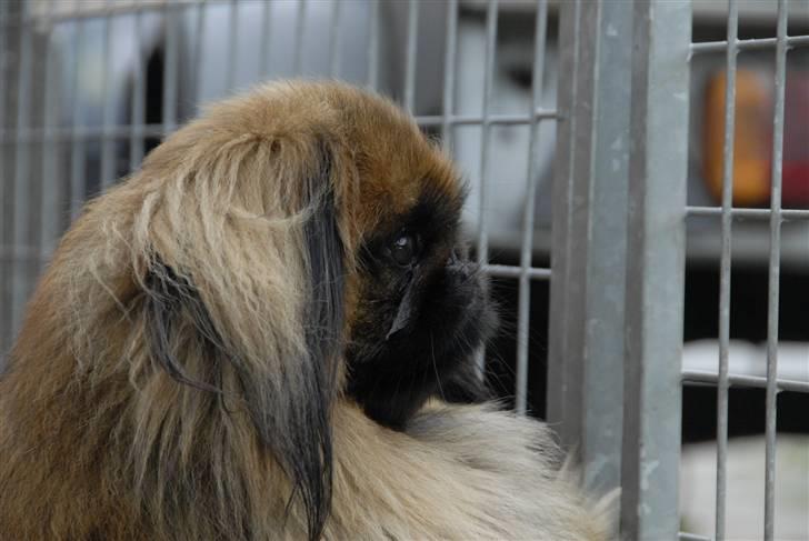 Pekingeser bingo billede 3