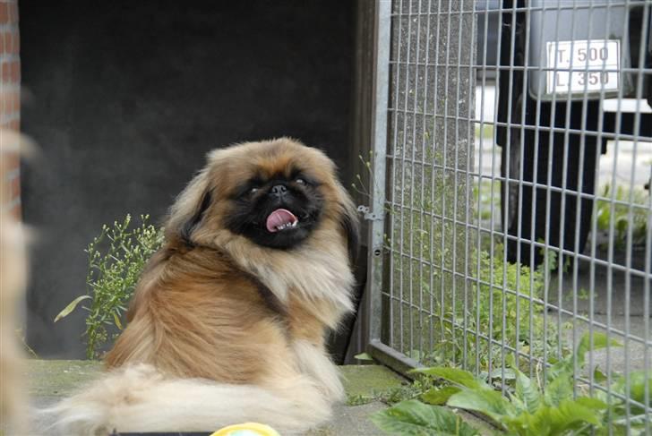 Pekingeser bingo billede 4