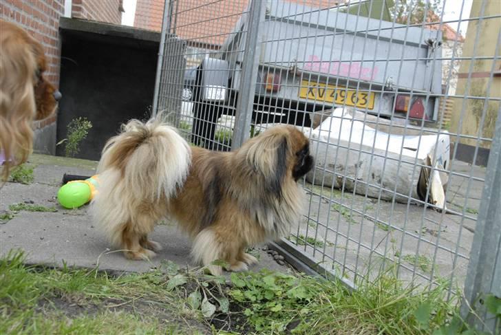 Pekingeser bingo billede 5