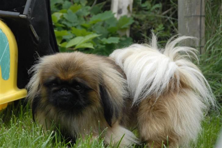 Pekingeser bingo billede 6