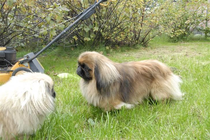 Pekingeser bingo billede 7