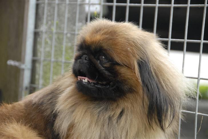 Pekingeser bingo billede 8