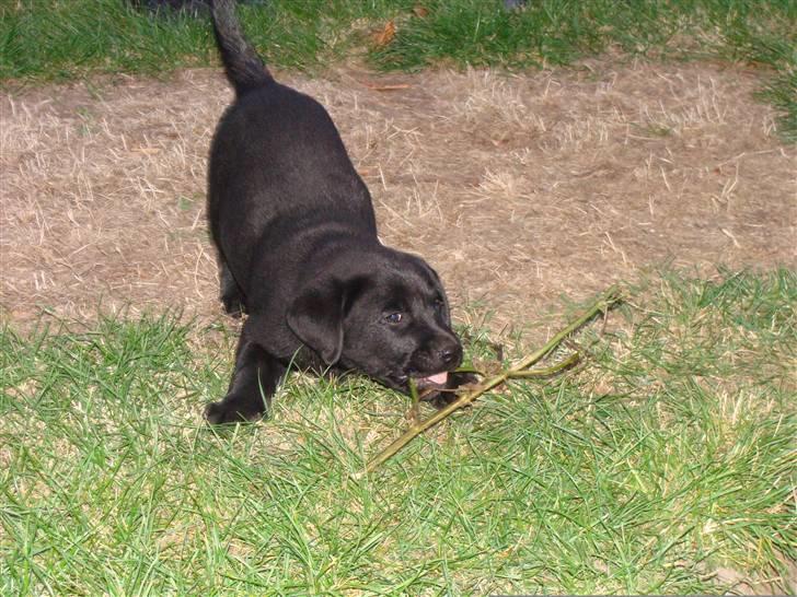 Labrador retriever Buddy billede 9