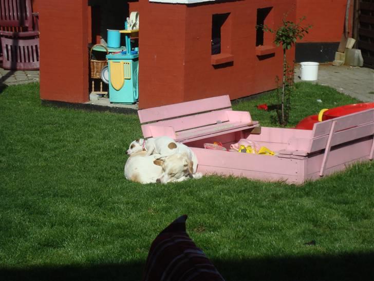 Blanding af racer Nala - vi sover :-) billede 19