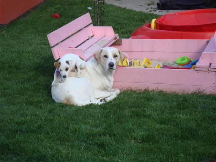 Blanding af racer Nala billede 20