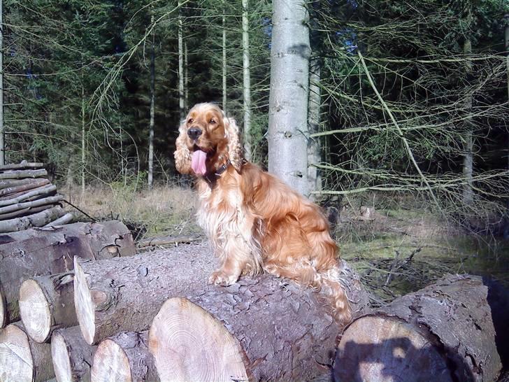 Cocker spaniel Aske - min prinsemand med i skoven billede 12