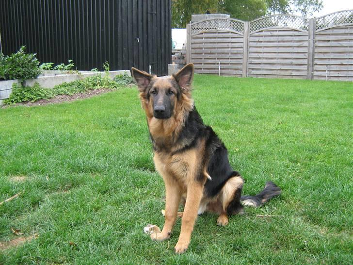 Schæferhund Rico RIP 12år gammel - Rico 7 mdr. billede 15