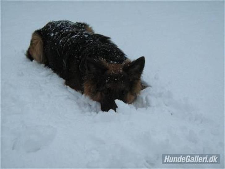 Schæferhund Rico RIP 12år gammel - Elsker bare sån al den sne.... billede 16