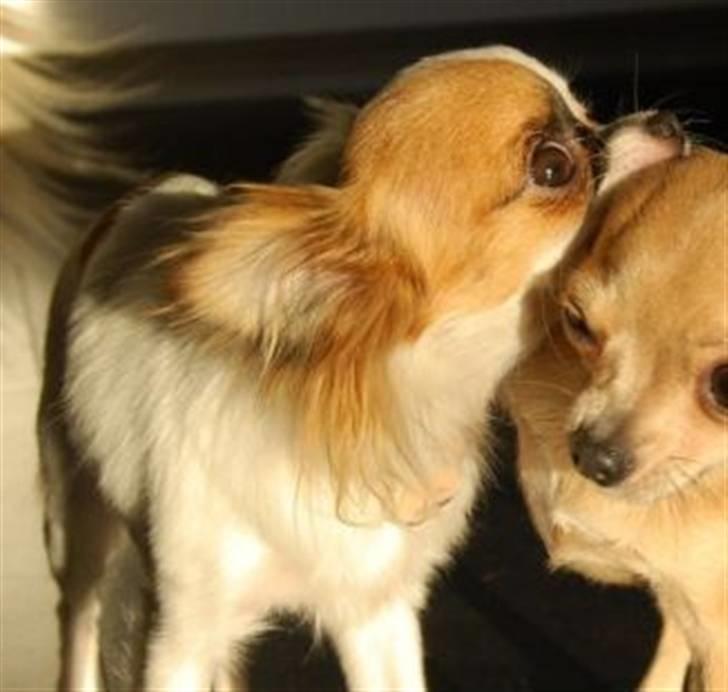 Chihuahua Mango *marco* - velkommen til mangos profil:P billede 1