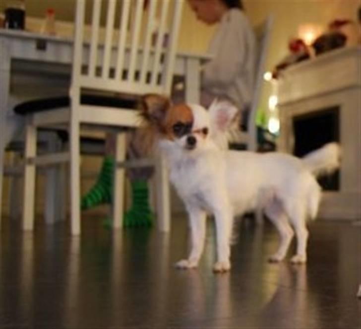 Chihuahua Mango *marco* - mango  billede 3