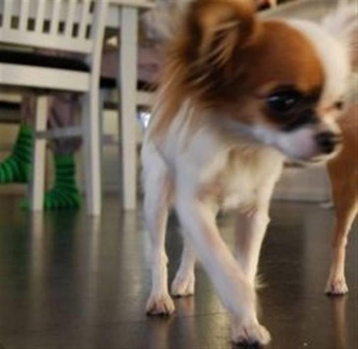 Chihuahua Mango *marco* - mango på jagt hehe:) billede 4