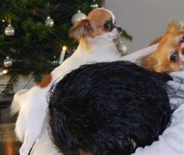 Chihuahua Mango *marco* - juuuuuuhuuuu:) billede 5