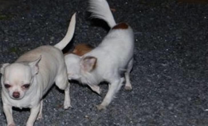 Chihuahua Mango *marco* - en lækker dame hehe:P billede 6