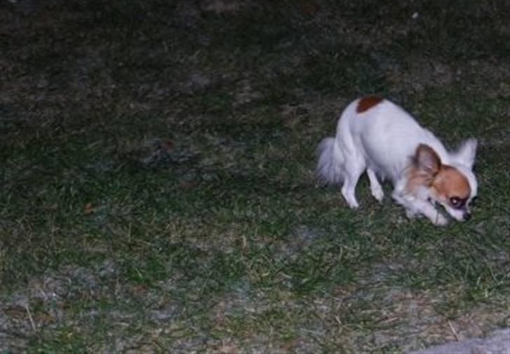 Chihuahua Mango *marco* - mango går og søger (søøøøg) billede 7