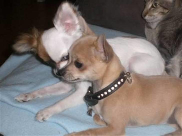 Chihuahua Mango *marco* - hej med dig er der nogen hjemme? billede 8