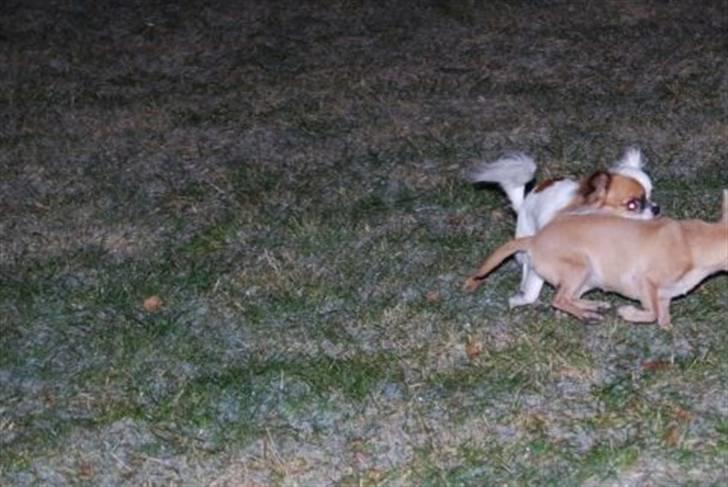 Chihuahua Mango *marco* billede 9