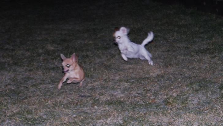 Chihuahua Mango *marco* billede 10