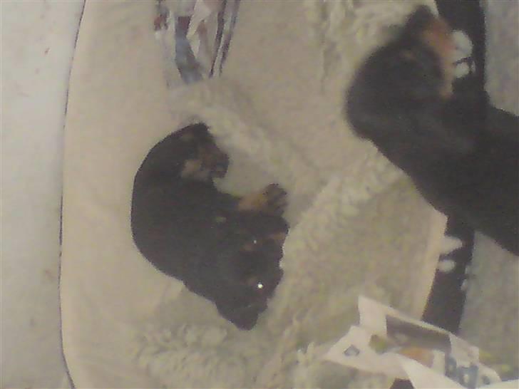 Gravhund teckel's Quite Lucky.<3 billede 1