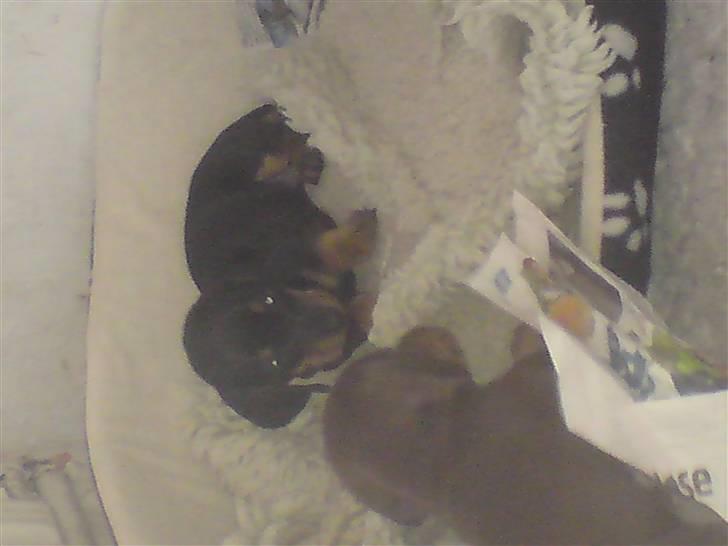 Gravhund teckel's Quite Lucky.<3 billede 2