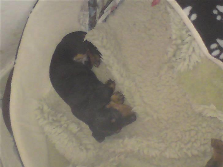 Gravhund teckel's Quite Lucky.<3 billede 3