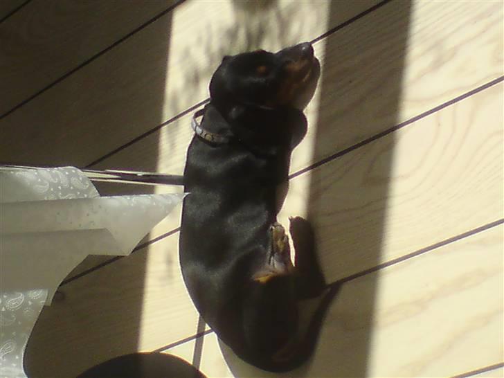 Gravhund teckel's Quite Lucky.<3 billede 4