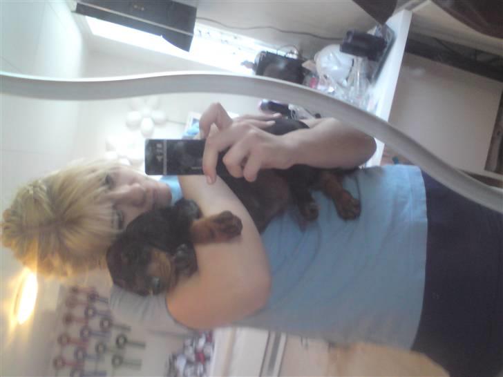 Gravhund teckel's Quite Lucky.<3 billede 5