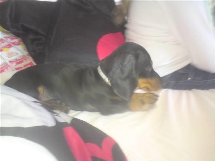 Gravhund teckel's Quite Lucky.<3 billede 6