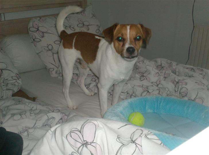 Blanding af racer Bernhard - bernhard i sit es :) billede 1