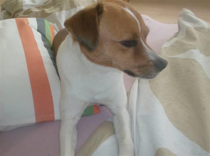 Blanding af racer Bernhard - bernhard elsker at ligge steder hvor der er blødt! ;) billede 2