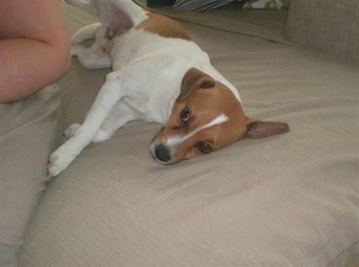 Blanding af racer Bernhard - slænger mig lige i sofaen! ;)  billede 5