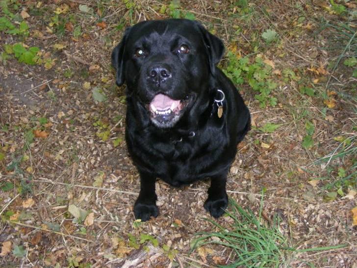 Labrador retriever ( Zeus ) Ringo R.I.P  billede 1