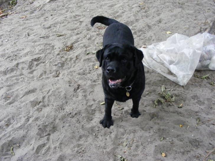 Labrador retriever ( Zeus ) Ringo R.I.P  billede 2