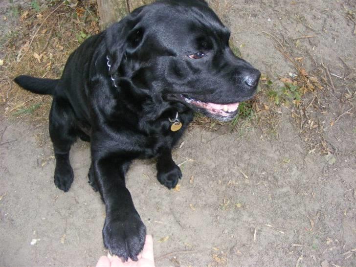 Labrador retriever ( Zeus ) Ringo R.I.P  billede 3