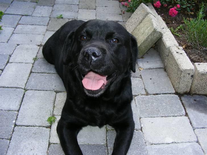 Labrador retriever ( Zeus ) Ringo R.I.P  billede 4