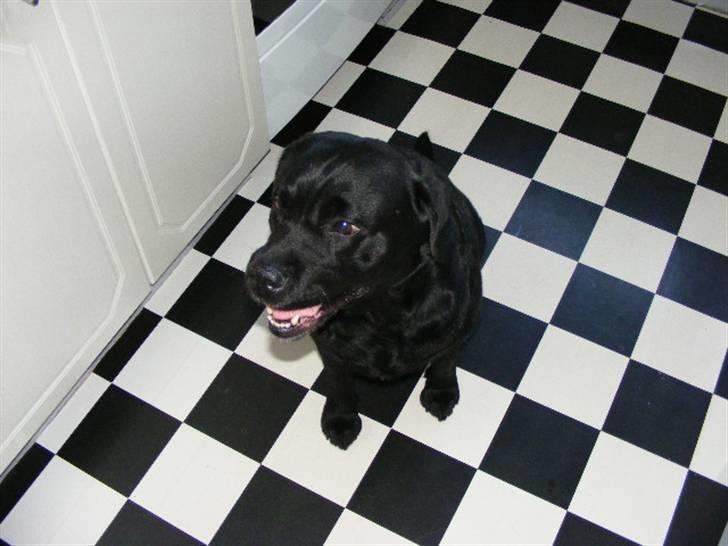 Labrador retriever ( Zeus ) Ringo R.I.P  billede 5