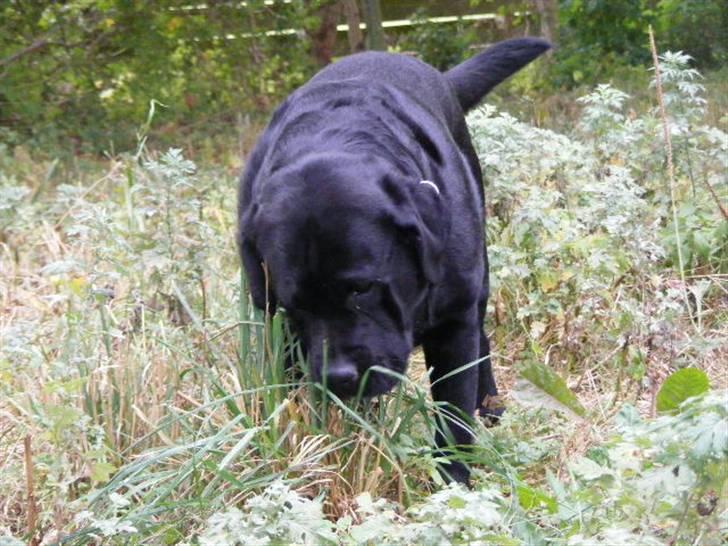 Labrador retriever ( Zeus ) Ringo R.I.P  billede 6