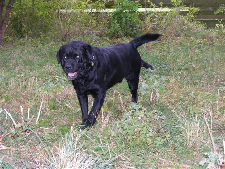 Labrador retriever ( Zeus ) Ringo R.I.P  billede 7