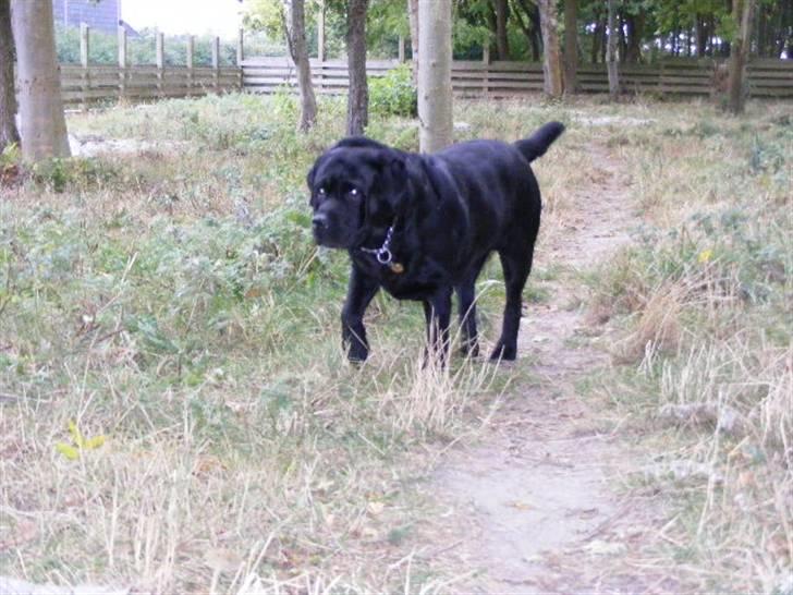 Labrador retriever ( Zeus ) Ringo R.I.P  billede 8