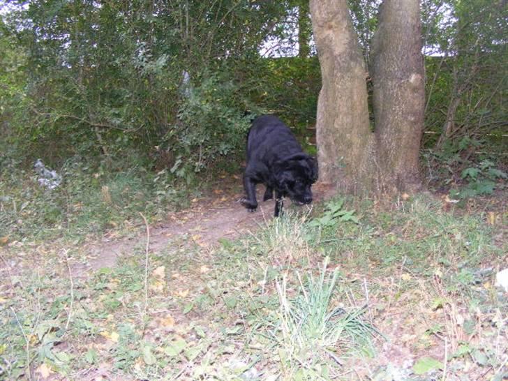 Labrador retriever ( Zeus ) Ringo R.I.P  billede 9