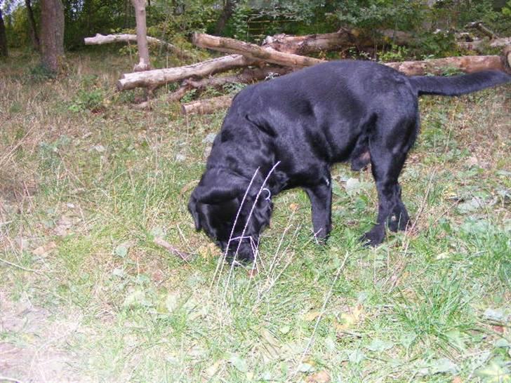 Labrador retriever ( Zeus ) Ringo R.I.P  billede 10