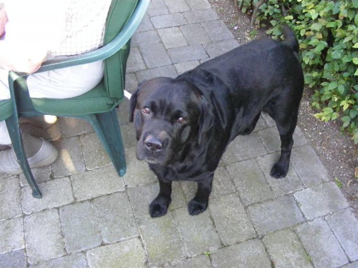 Labrador retriever ( Zeus ) Ringo R.I.P  billede 11