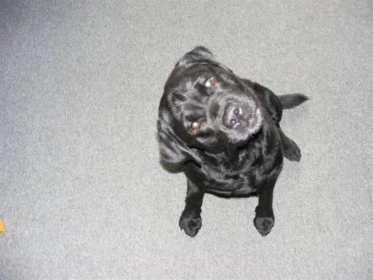 Labrador retriever ( Zeus ) Ringo R.I.P  billede 12