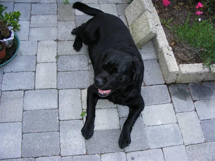 Labrador retriever ( Zeus ) Ringo R.I.P  billede 13