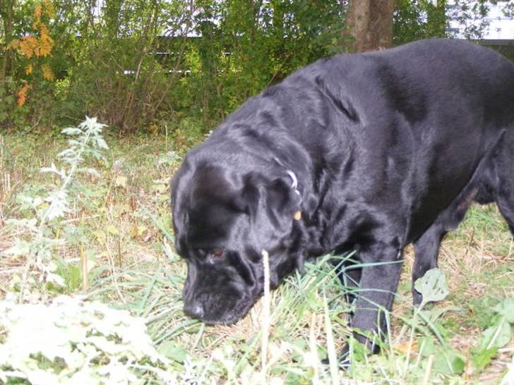 Labrador retriever ( Zeus ) Ringo R.I.P  billede 14