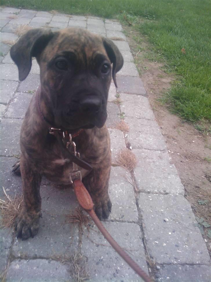 Dogo canario R.I.P <3 Freja <3  billede 1