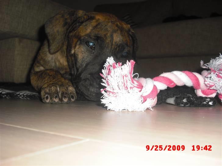 Dogo canario R.I.P <3 Freja <3  billede 3